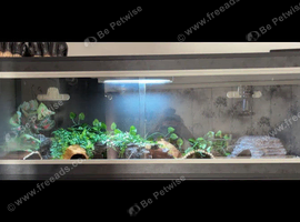 Leopard gecko with viv for sale !!