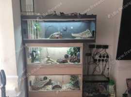 3 bearded dragons and setups for sale