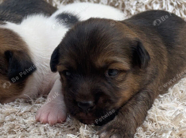 Jack Russell puppies