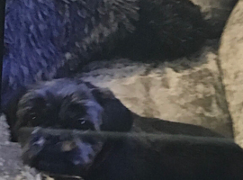 I am looking for a stud for lily she is 3 years 7 months