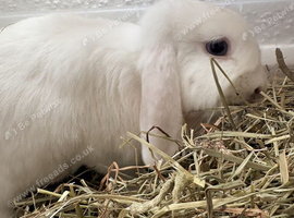 Snowy is looking for her forever home