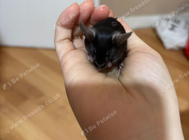 Tiny Rex Mice Mix
