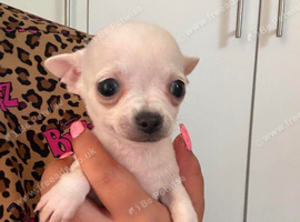 Beautiful teacup white chiuahua pup