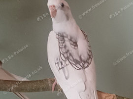 White-faced cockatiels