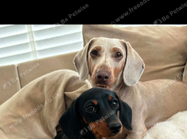 Isabella tan dachshund for stud