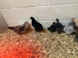 Blue egg laying mixed breed hybrid hens