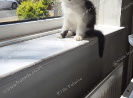 Female kitten