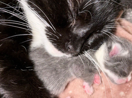 4 beautiful kittens