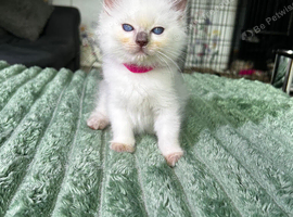 Ragdoll Kittens for Sale