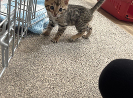 Pure Bengal kittens