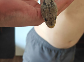Female corn snake