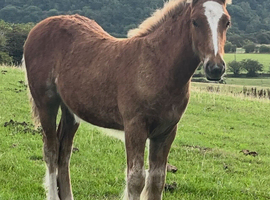 "Stunning With 4 Matching Whites And Flaxen Mane And Tail" Chestnut Colt Young Sport Horse