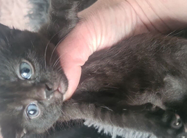 Comical Kittens 5 Week Old...Ready 15th June Onwards