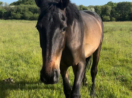 Rising 4yr old warmblood mare