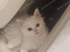 white cats of the breed Turkish Angora