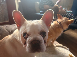 French bulldog