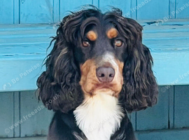 * for stud only* kc registered cocker spaniel!