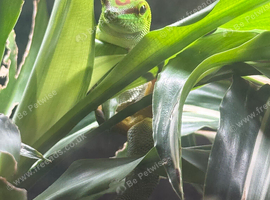 Giant Day Gecko