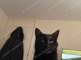 Female cat forsale