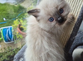 Ragdoll kittens ready now