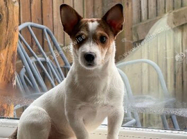 Stud Jack Russell