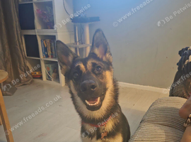 Shepsky. Female. 7months rehoming