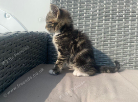 6 beautiful kittens