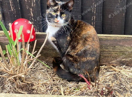 Cats for new home