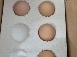X6 fertile poland/Pekin bantam hatching eggs