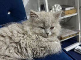 Kitten