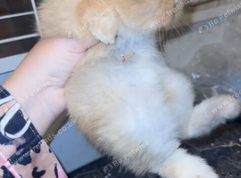 Baby bunnies