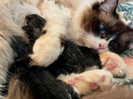 Ragdoll cross kittens