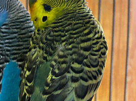 Budgies