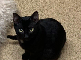 Black kitten