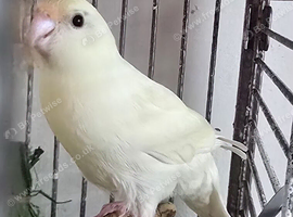 Kakarikis Handreared