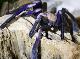 Adult female Electric blue Tarantula