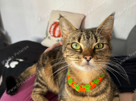 Female cat aged 4 needs a forever home.