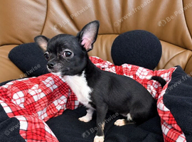 Chihuahuas for sale