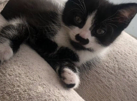 Beautiful 9 week old male kitten for sale