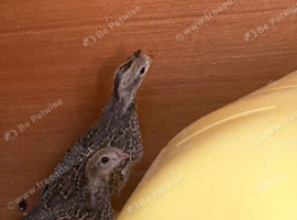 3 unsexed California quail