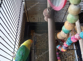 Cock DNA SEXED  lovebird