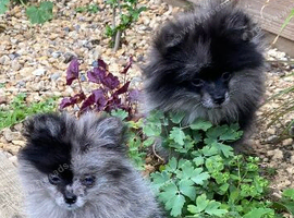Beautiful Pomeranian puppies