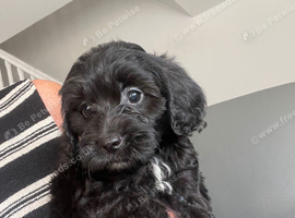 Cockapoo Puppies