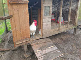 Breast Chicken hatching eggs