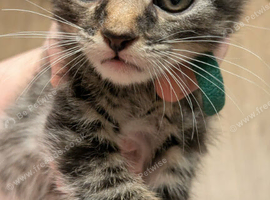 Beautiful Kittens