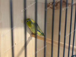 Male Parrotlet