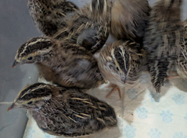 Got some 4&ndash;5 week old Coturnix quails looking for a new home