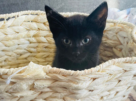 kittens black two boys