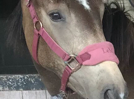 Buckskin Filly