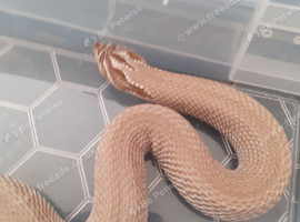 Males and females hognoses